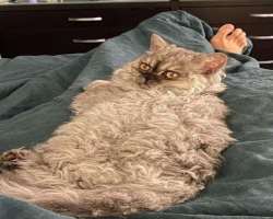 She is a pet lover and keeps a cat as a pet in her home whom she called Mr. Silver.